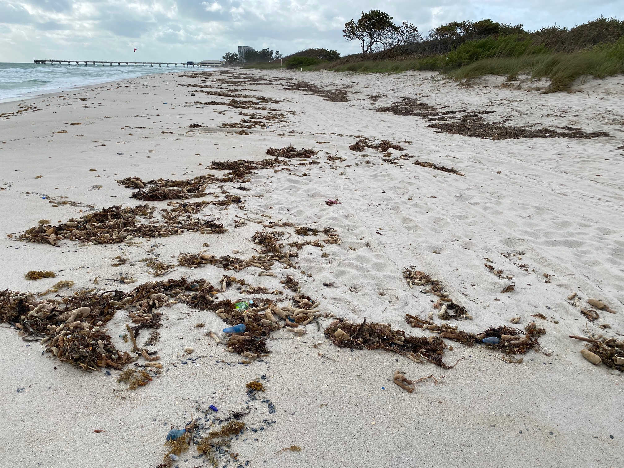 Broward Beach Cleanup