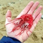 Plastic Jellyfish kills ocean life